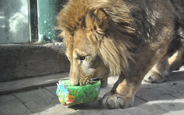 Zvířata v liberecké zoo slavila Velikonoce. Dostala papírová vejce s dobrotami