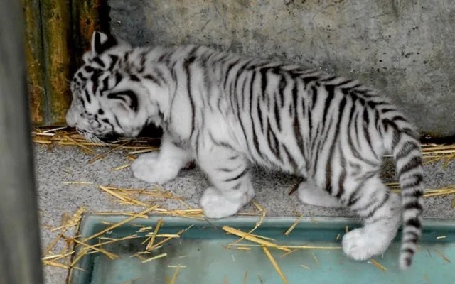 Tygřata v liberecké ZOO.
