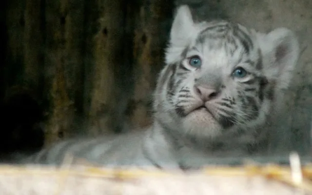 Tygřata v liberecké ZOO.
