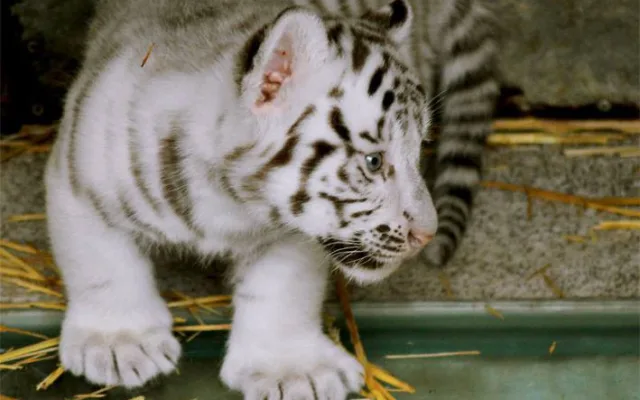 Tygřata v liberecké ZOO.