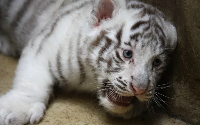 Návštěvníci liberecké zoo už mohou vidět pár mláďat bílých tygrů