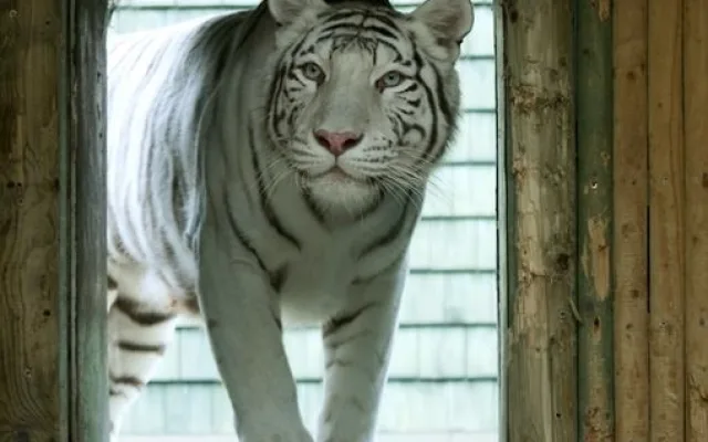 Návštěvníci liberecké zoo už mohou vidět pár mláďat bílých tygrů