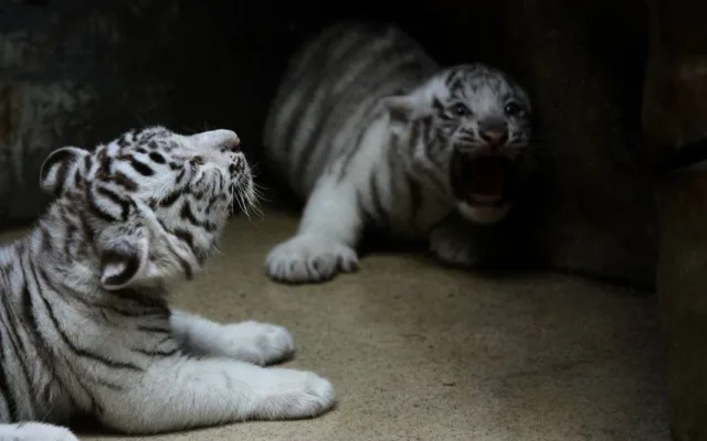 Návštěvníci liberecké zoo už mohou vidět pár mláďat bílých tygrů