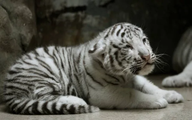 Návštěvníci liberecké zoo už mohou vidět pár mláďat bílých tygrů