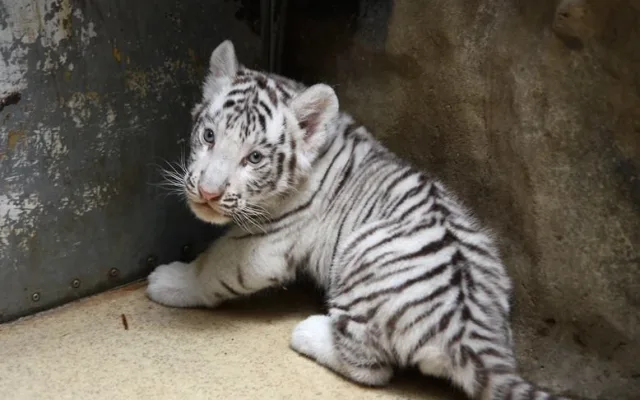 Návštěvníci liberecké zoo už mohou vidět pár mláďat bílých tygrů