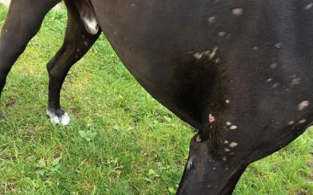 Msta za štěkot? V Růžodole kdosi polil psa kyselinou