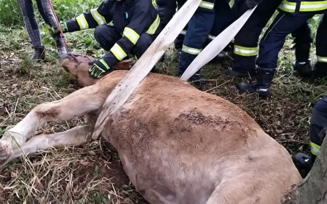 Hasiči vyprošťovali koně ležícího mezi kmeny stromů