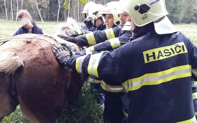 Hasiči vyprošťovali koně ležícího mezi kmeny stromů