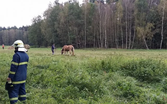 Hasiči vyprošťovali koně ležícího mezi kmeny stromů