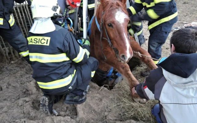 Zoufalého koně uvězněného v jímce zachraňovali hasiči v Jindřichovicích