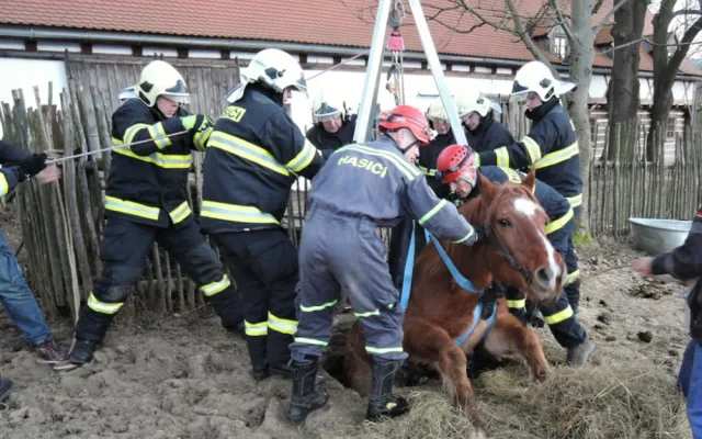 Zoufalého koně uvězněného v jímce zachraňovali hasiči v Jindřichovicích