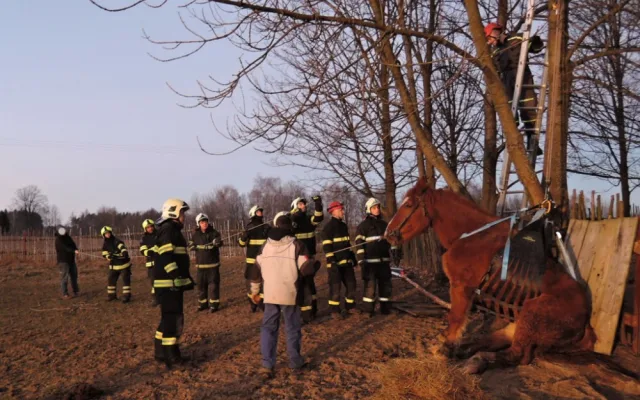 Zoufalého koně uvězněného v jímce zachraňovali hasiči v Jindřichovicích