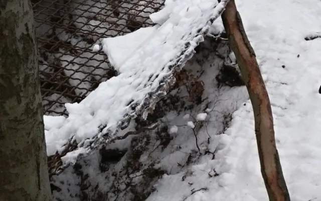 Štěně se propadlo do hluboké štoly.