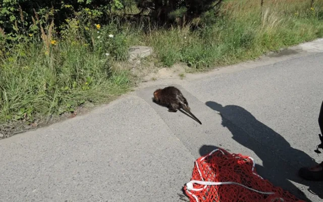 Nutrii vytáhli z požární nádrže až hasiči, sama by se ven nedostala.