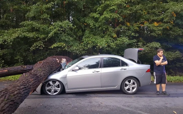 Na auto spadl strom.