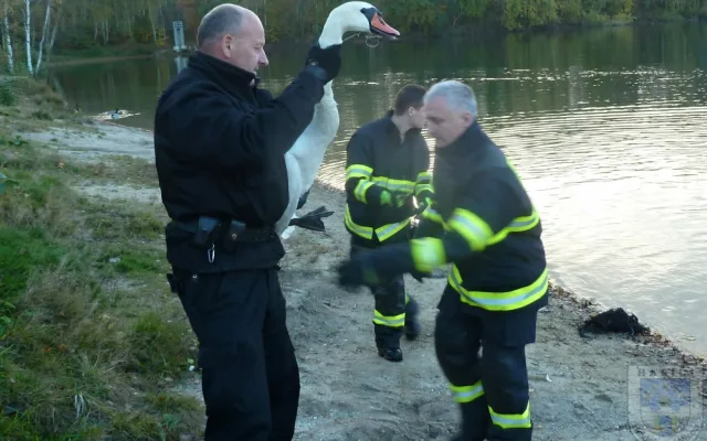 Labuť uvízla ve vlasci, pomoci jí dokázali až hrádečtí hasiči.