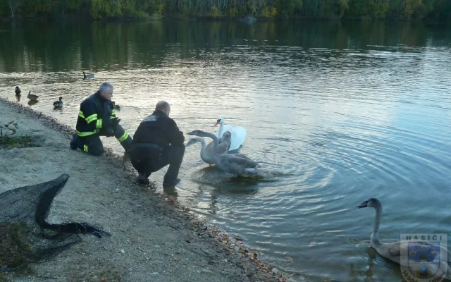 Labuť uvízla ve vlasci, pomoci jí dokázali až hrádečtí hasiči.