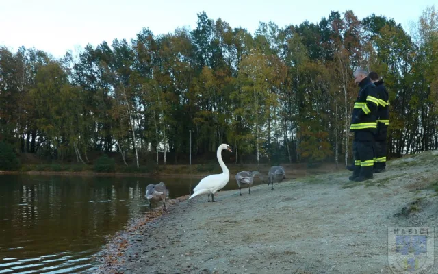 Labuť uvízla ve vlasci, pomoci jí dokázali až hrádečtí hasiči.