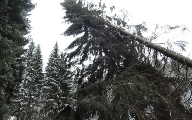 Popadané stromy i dopravní nehody, hasiči se během pátku nezastavili.