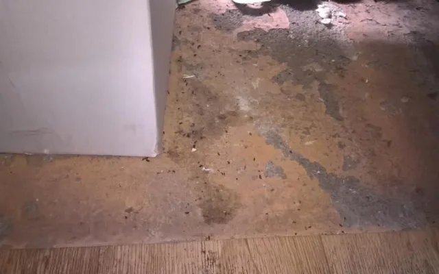 Myší trus a zanedbaný úklid. Inspekce zavřela další samoobsluhu.