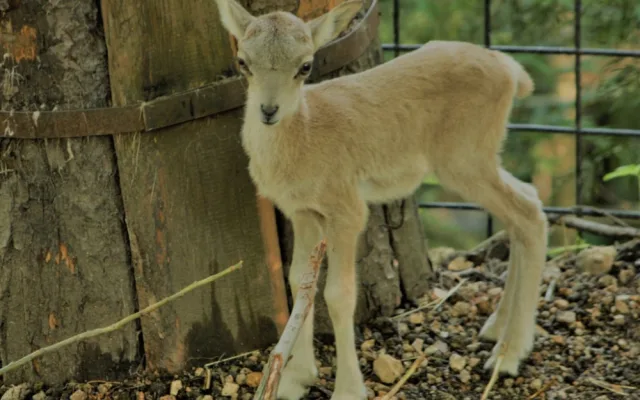 urial bucharský_mládě