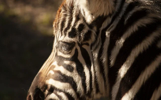 zebra_bezhřívá