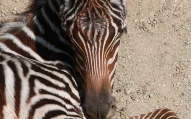 zebra bezhřívá
