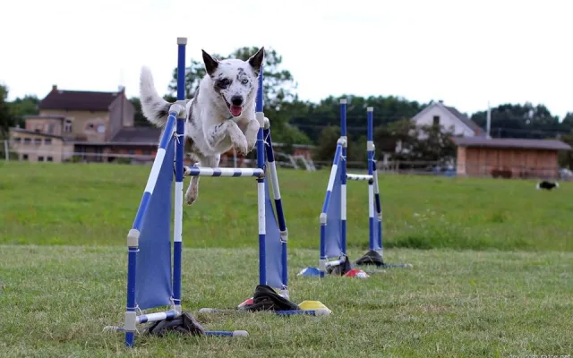 Vedle canicrossu se Švecová věnuje i agility