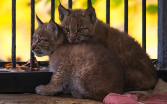 Mláďata rysů v liberecké zoo