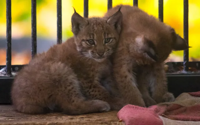 Mláďata rysů v liberecké zoo