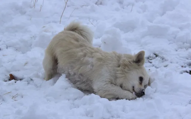 Filípem je nyní v dočasné péči a vyhlíží nový domov.