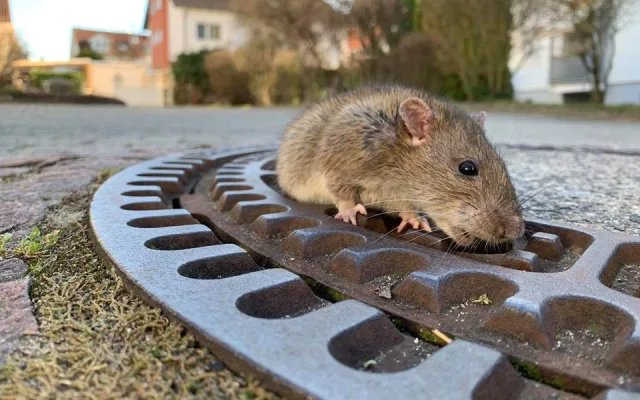 Hasiči v Německu zachránili uvízlého potkana.
