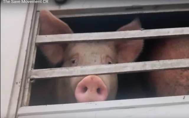 Sdružení Zvířata nejíme se snaží prosadit zavedení kamerového systému na českých jatkách.