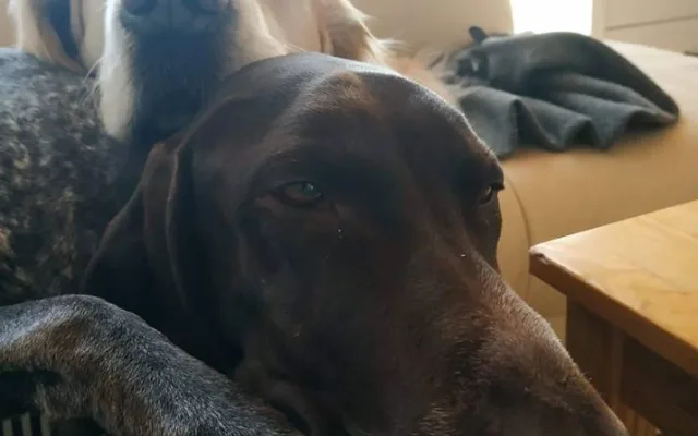 Charlie si na Yetti rychle zvykl.