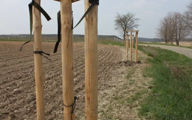 Tady měla být alej, ale stromky chybí. Někdo si je přivlastnil.