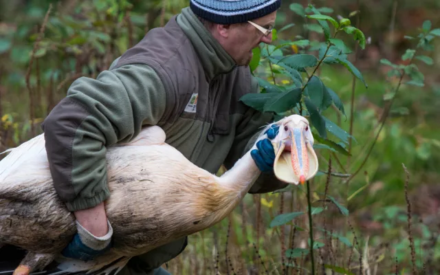 Odchyt pelikánů v liberecké zoo je zážitek.