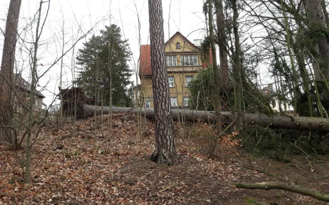 Poničené stromy v Liberci
