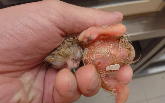 Baby boom v zoo. Narodila se mláďata koně převalského, soba nebo nahura