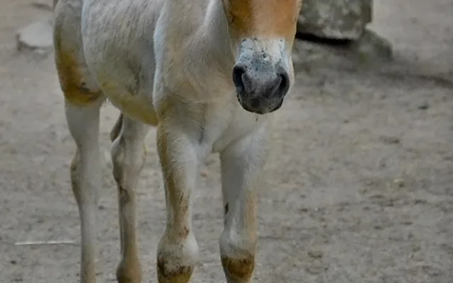 Baby boom v zoo. Narodila se mláďata koně převalského, soba nebo nahura