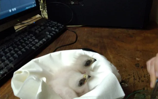 Baby boom v zoo. Narodila se mláďata koně převalského, soba nebo nahura