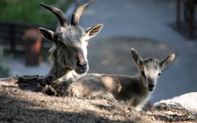Baby boom v zoo. Narodila se mláďata koně převalského, soba nebo nahura