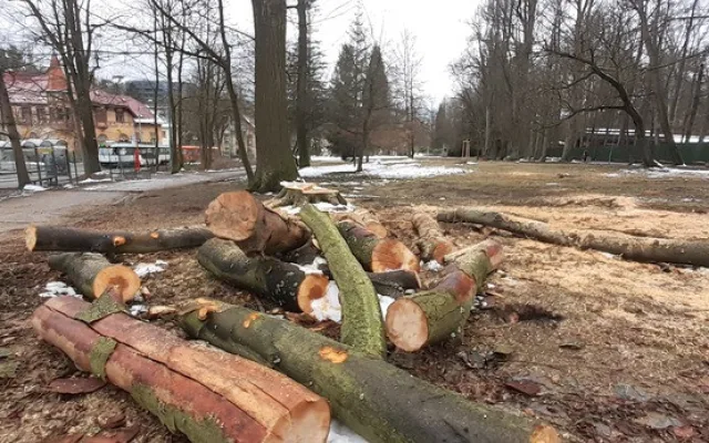 Město nechalo z parku v Liďákách pokácet deset napadených buků. Nahradí je nové