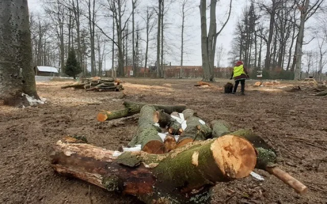 Město nechalo z parku v Liďákách pokácet deset napadených buků. Nahradí je nové