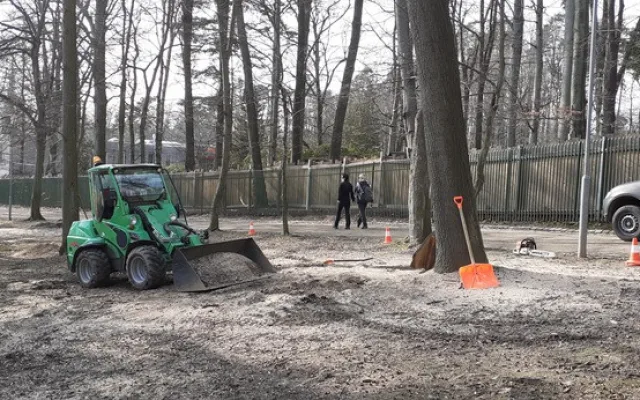 Město nechalo z parku v Liďákách pokácet deset napadených buků. Nahradí je nové