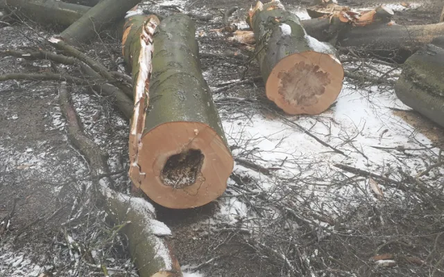 Město nechalo z parku v Liďákách pokácet deset napadených buků. Nahradí je nové