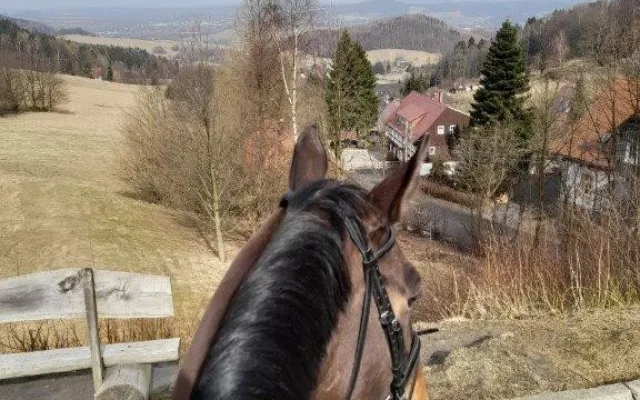 Jeden kůň budí větší respekt než deset policistů na zemi, říká vedoucí oddělení jízdní policie ve Frýdlantu