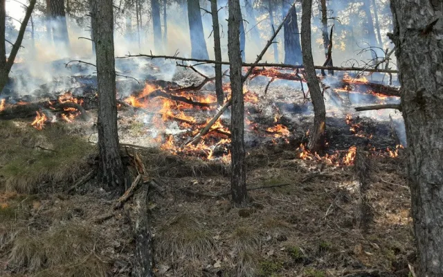 Oheň v lese u Hamru na jezeře se znovu rozhořel. Hasiči použili drony na lokalizaci ohnisek