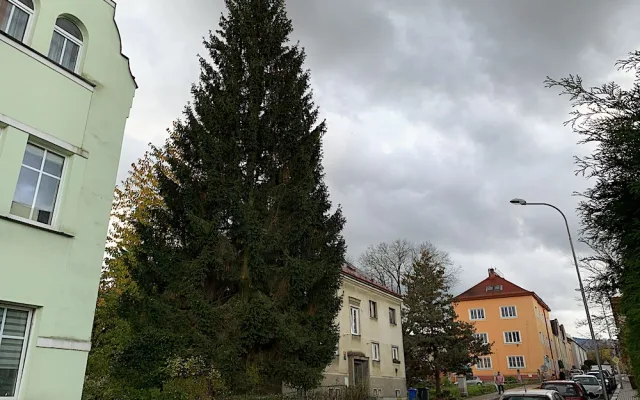 Liberec vybral vánoční strom, na náměstí přijede z Husitské ulice. Adventní program proběhne bez omezení