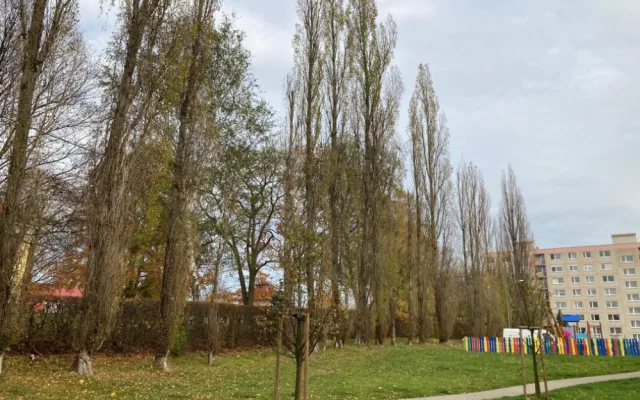 Ve Frýdlantu budou o víkendu kácet nebezpečné topoly u Rákosníčkova hřiště. Přilehlé parkoviště se uzavře
