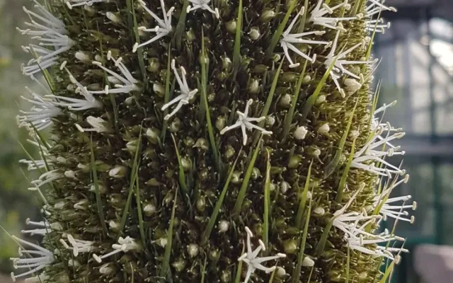 V botanické zahradě se dočkali, stoletý žlutokap vykvetl. Zajděte se podívat